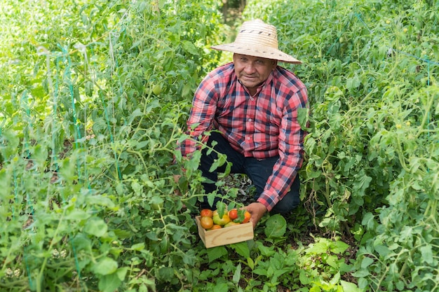 Man picking vine tomatoes from the orchard