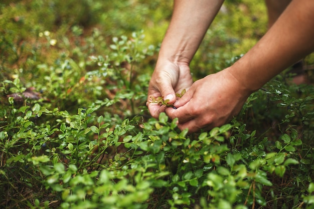 Man picks blueberries in the forest. blueberry bushes in the forest