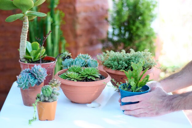 Man placing cactus on white table with arrangement of small potted cactus and succulent plants