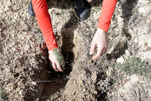 Man planting one young pine tree