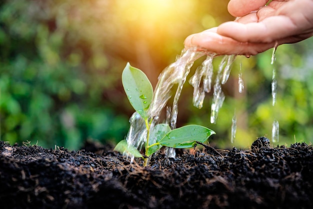 Man planting seeds and watering small plants on green background