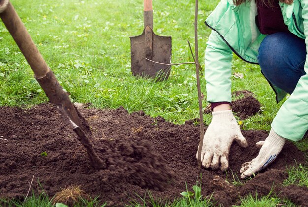 Man planting a tree in the ground in the Park on the green grass lawn