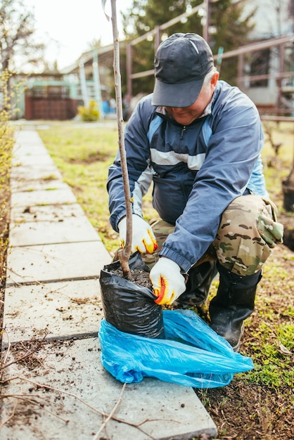 A man plants a young fruit tree The farmer unpacks a new seedling and puts it in the ground The concept of environmental protection and ecology