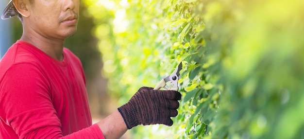 Man pruning ornamental trees at home in the morning