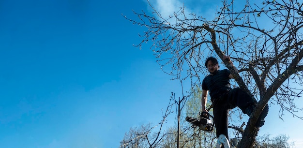 Man pruning or sawing apple tree using chainsaw farmer sowing the dry branches of apple trees