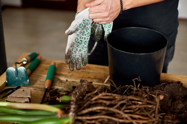 Man put on gloves near in black pot on wooden table , transplant indoor plants, hobbies and leisure, home gardening.