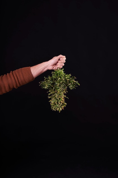 A man's hand holding a cut cannabis plant on black background