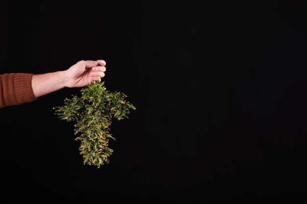 A man's hand holding a cut cannabis plant on black background