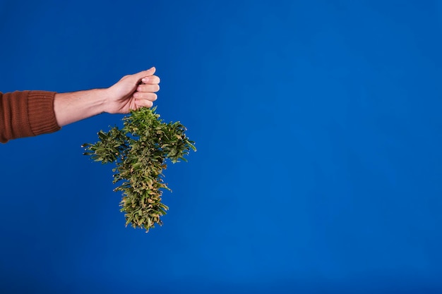 A man's hand holding a cut cannabis plant on blue background