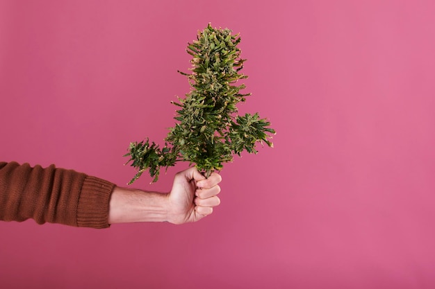 A man's hand holding a cut cannabis plant on pink background