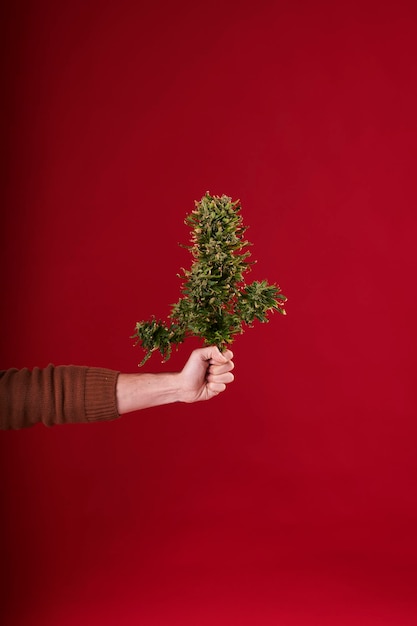 A man's hand holding a cut cannabis plant on red background