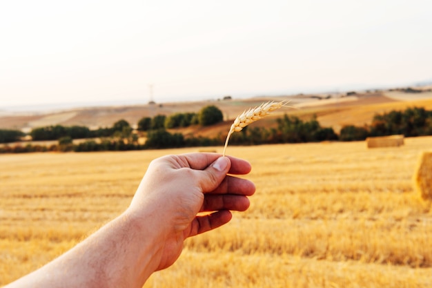 Man's hand holding gluten-free organic wheat ear. Organic farming concept.