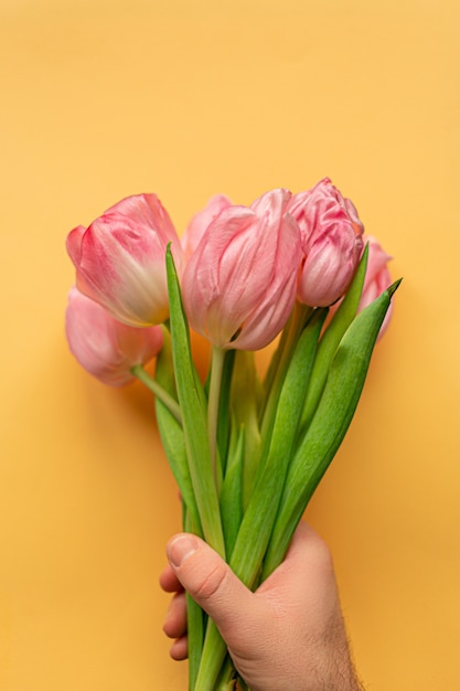 Man's hand holding tender pink tulips on bottom of pastel yellow background. Greeting card for Women's day. Flat lay. Concept of international women's day, mother's day, easter. Valentines love day