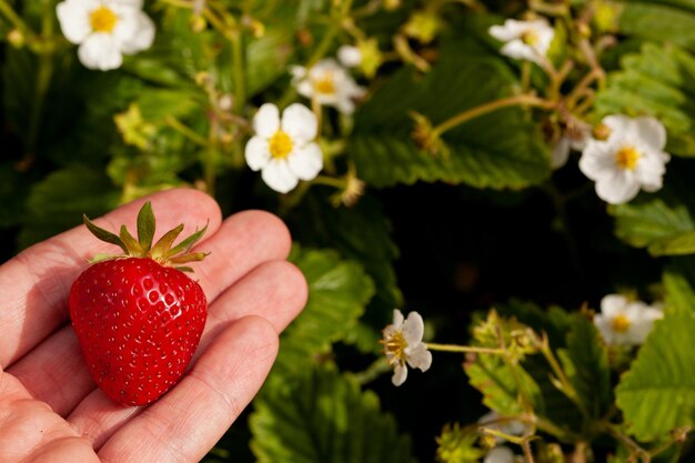 A man's hand holds a ripe freshly picked strawberry against the background of a garden bed