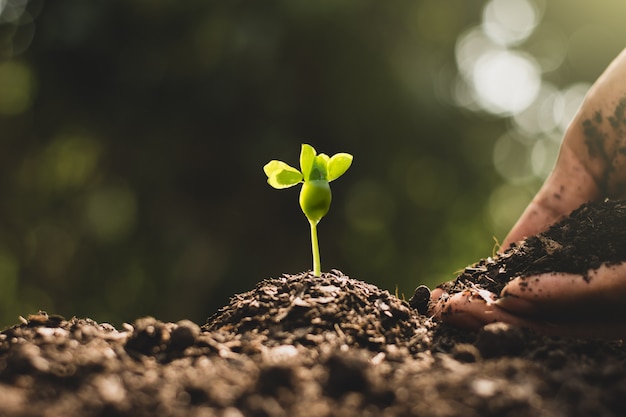 A man's hand is planting seedlings that are growing from the soil, Environment concept.