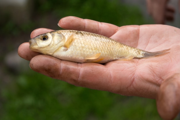 On the man's hand lies a small live freshly caught freshwater fish. Fishing.