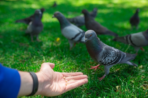 Man's hand of a man holding seeds eating bread and feeding pigeons birds on the street in the park