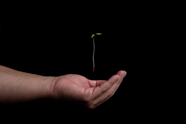 man's hand picking the bud of a plant Saving the planet by planting trees or fighting climate change