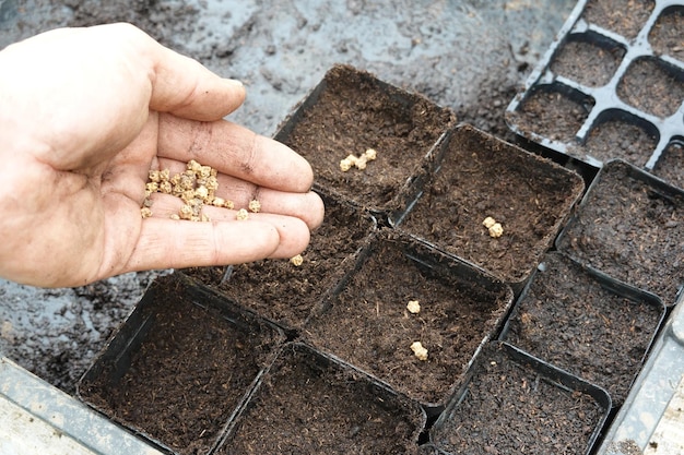 Photo man's hand sowing colorful chard seeds in seedbed holding seeds for chard cultivation