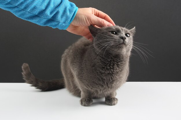 Man's hand stroking the gray cat