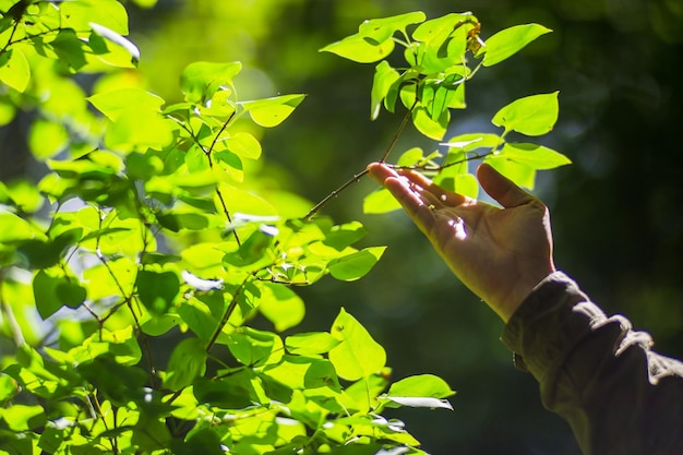 A man's hand touches a tree branch with foliage Caring for the environment The ecology the concept of saving the world and love nature by human