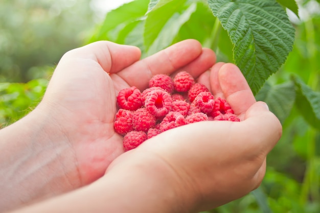 Man's hand with big red raspberries. Tasty ripe red berries.