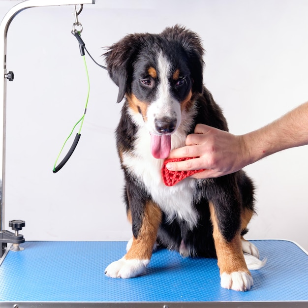 A man's hand with a silicone brush combs the chest of a Bernese mountain dog puppy Grooming concept