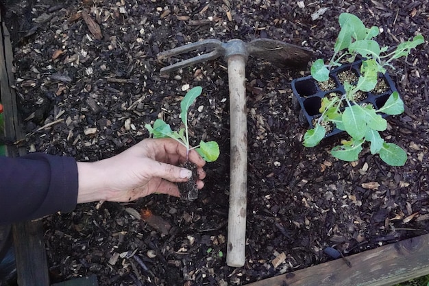 man's hands hold cauliflower plant for transplanting into fertile soil in the background a hoe and more young plants