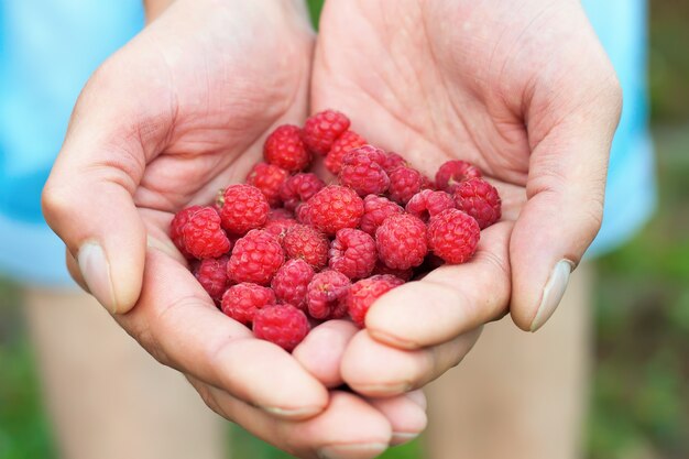 Man&#39;s hands holding red raw fresh raspberry