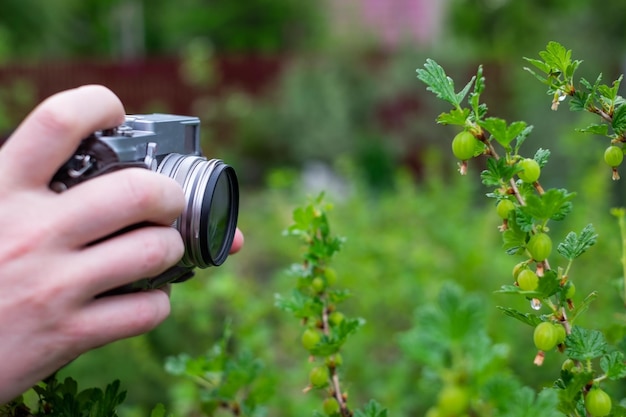 Man shooting bush of gooseberry in green summer garden