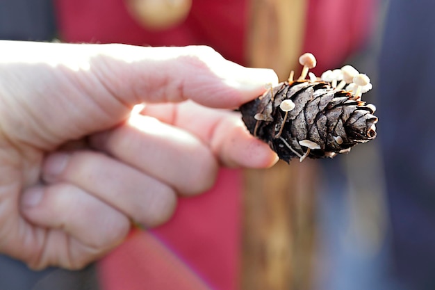 Man showing a conifercone cap (Baeospora myosura)