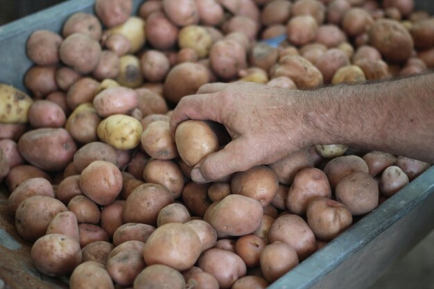 Man sorting fruit potatoes closeup