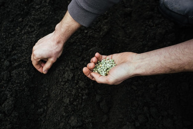 A man sows peas in the ground holds a handful of green ecofriendly seeds in his hands 2