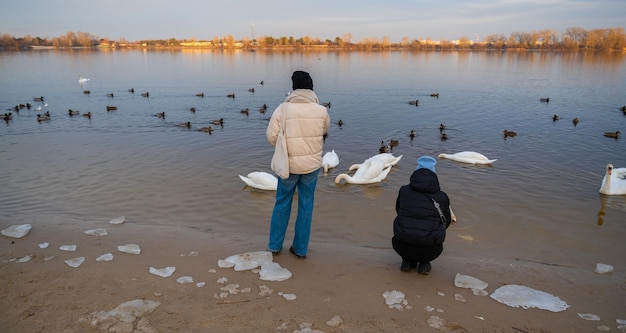 A man stands near a lake and feeds swans and ducks