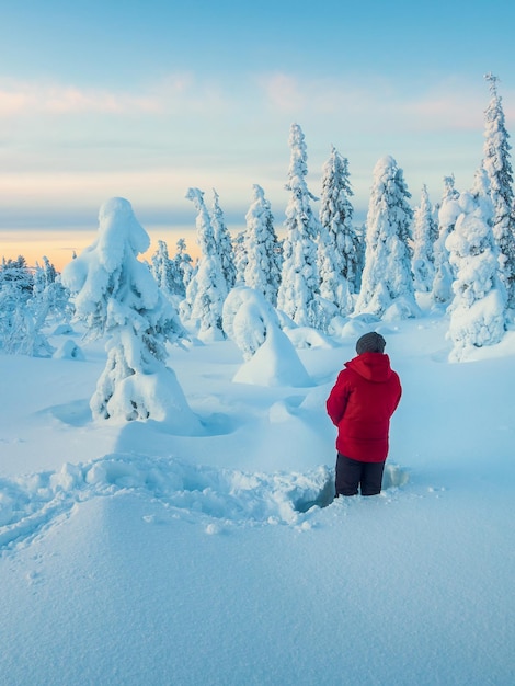 Man stands with his back in deep snow and admires the stunning views of snow-covered trees against the background of a cold polar dawn. Winter vacation concept, a trip to the Arctic fairy forest.