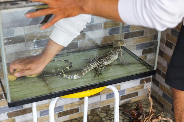 Photo man taking care juvenile lizard in the cage