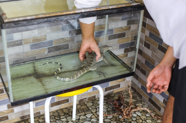 Photo man taking monitor lizard from the tank