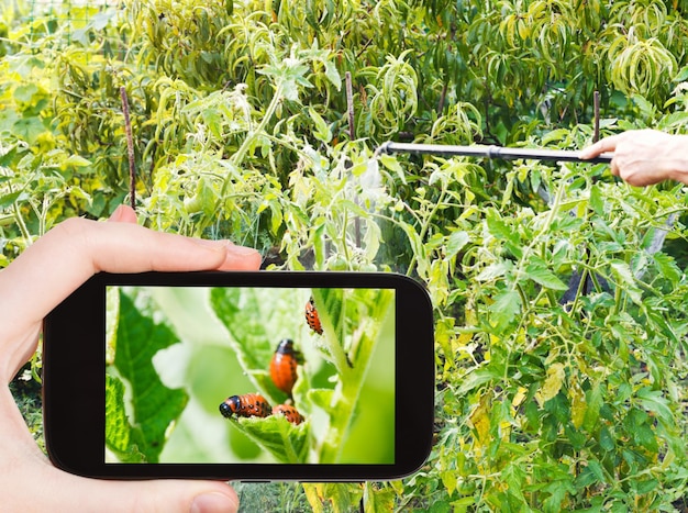 Man taking photo of spraying insecticide in garden