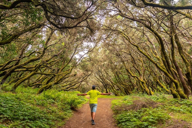 A man on the trail in the mossy tree forest of Garajonay National Park La Gomera Canary Islands On the excursion to Las Creces