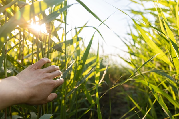 Man traveler walking trough fresh green reed, touches hand a lush long leaves at sunset