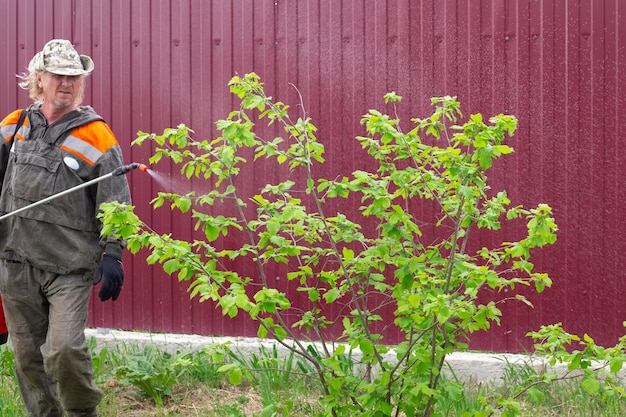 Man treats fruit trees from diseases and insects pests in the garden Spraying of plants disease prevention