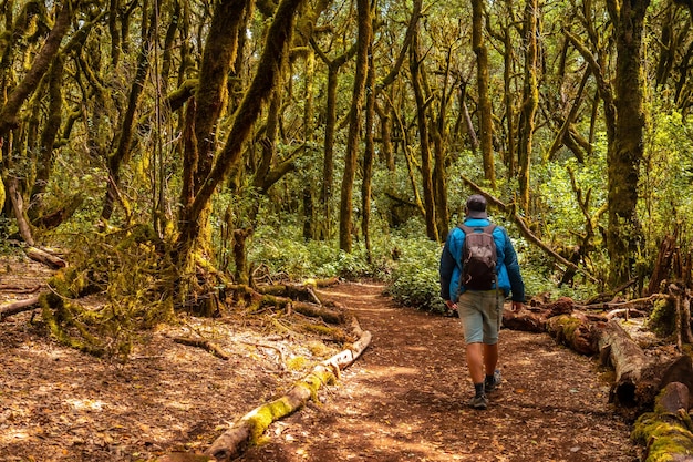 Man on a trekking in Garajonay del Bosque natural park in La Gomera Canary Islands Trees with moss humid forest on the path of Raso de la Bruma and Risquillos de Corgo