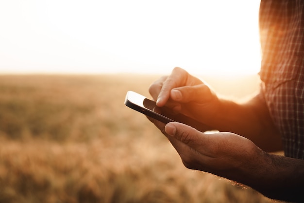 Man using smartphone while standing in wheat field at sunset