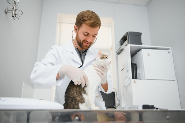 Man veterinarian listening cat with stethoscope during appointment in veterinary clinic