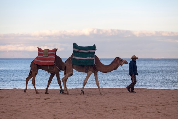 Man walking on the beach in Essaouira with his two dromedaries