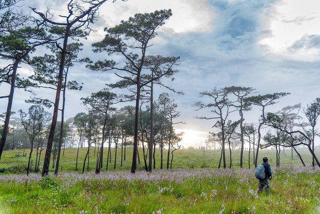 Man walking on a flower field