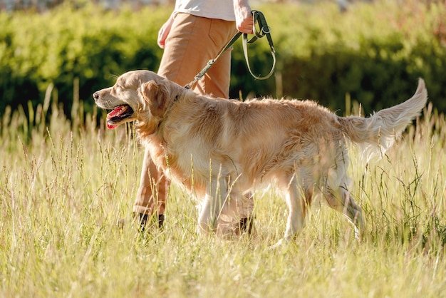 Man walking golden retriever in nature