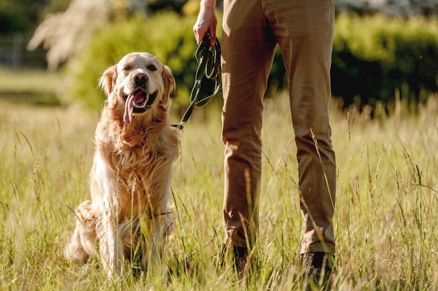 Man walking golden retriever in nature