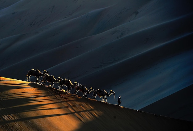 Man walking with camels at desert