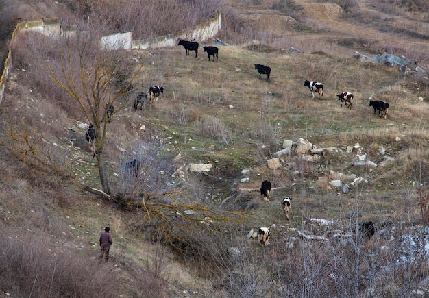 A man walks in a field with cows.